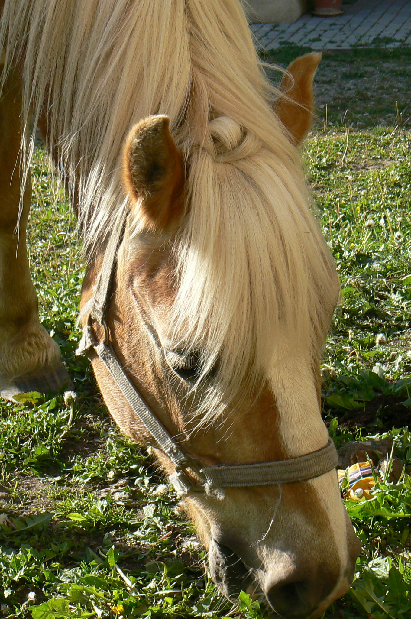 Olínek