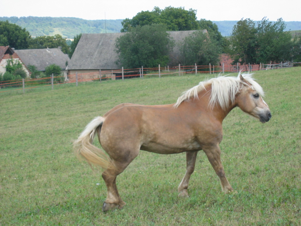 na pastvině