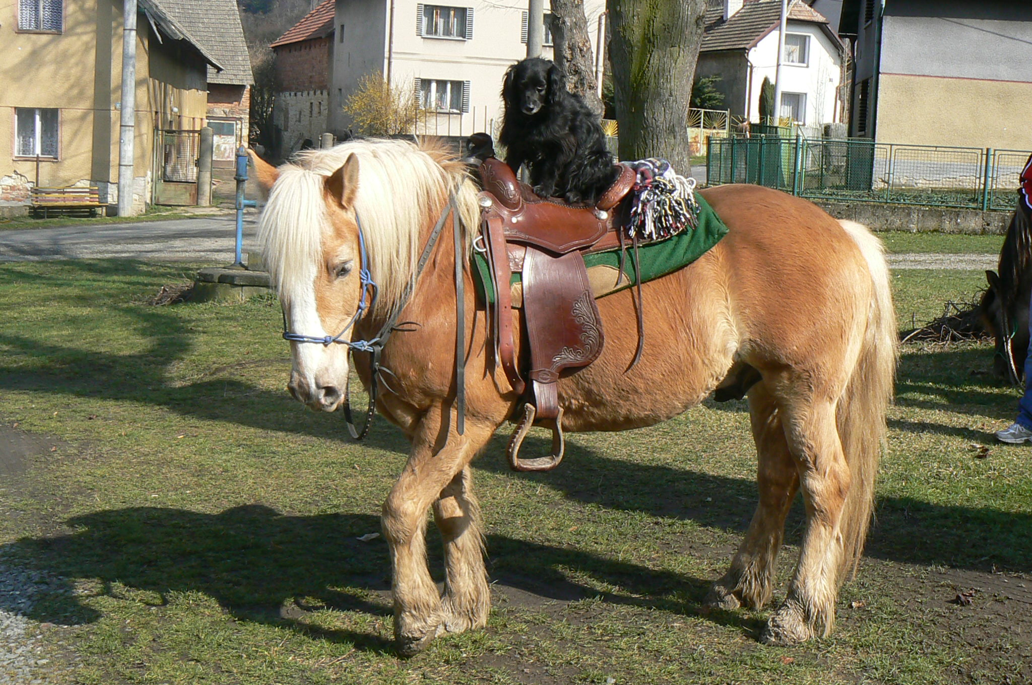 Káča na prjížďce... :-)