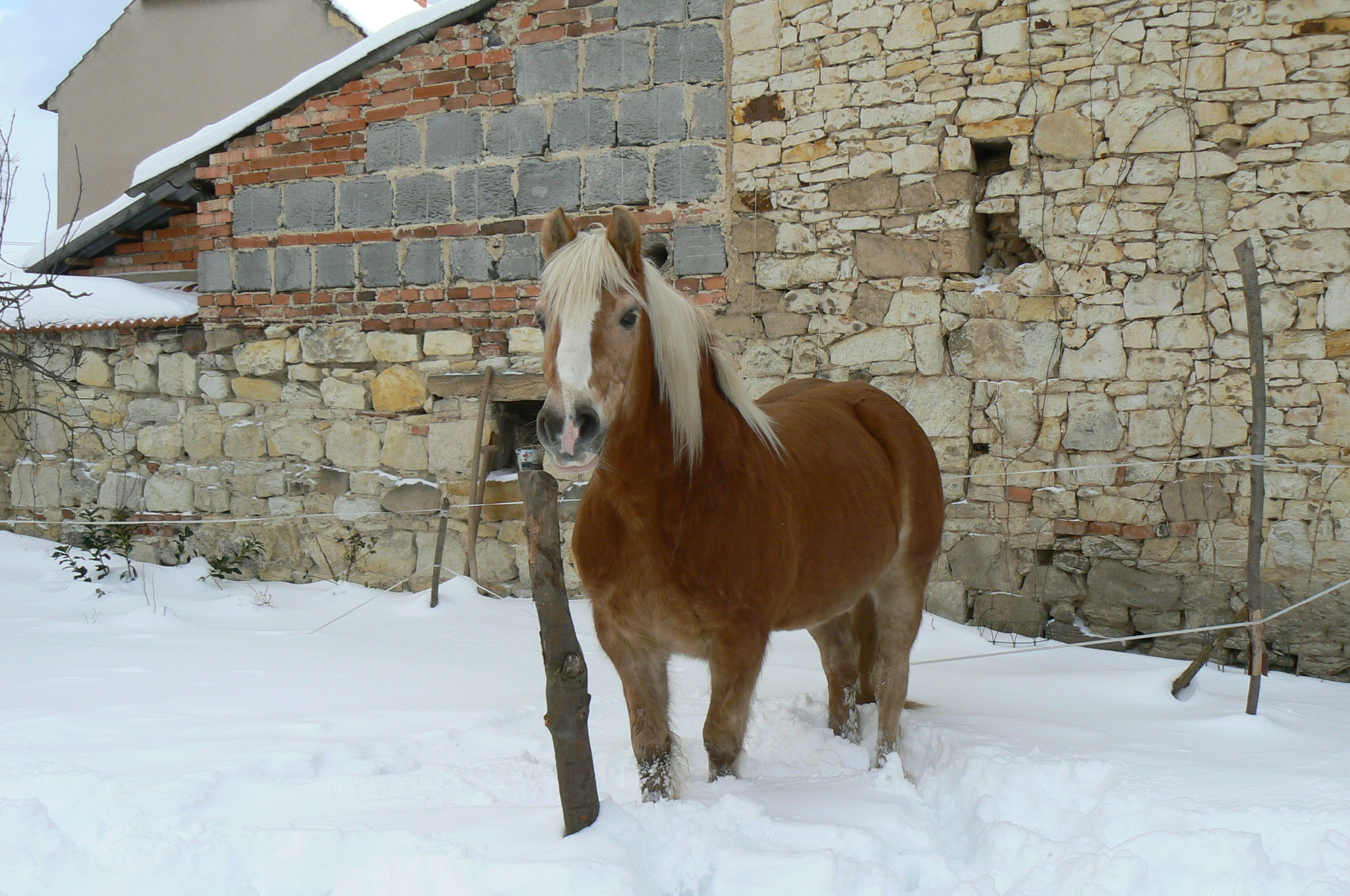 ve sněhu