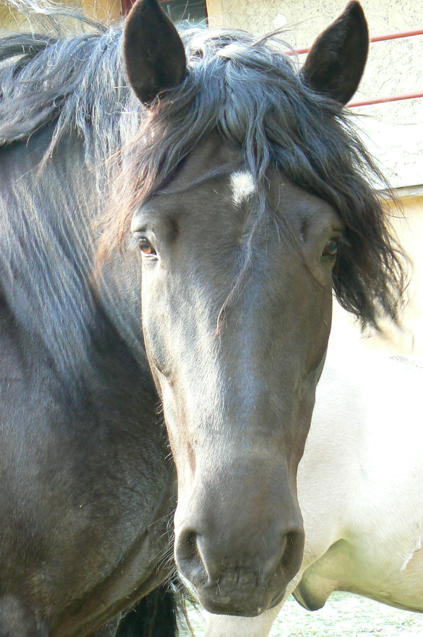 Foto do občanky