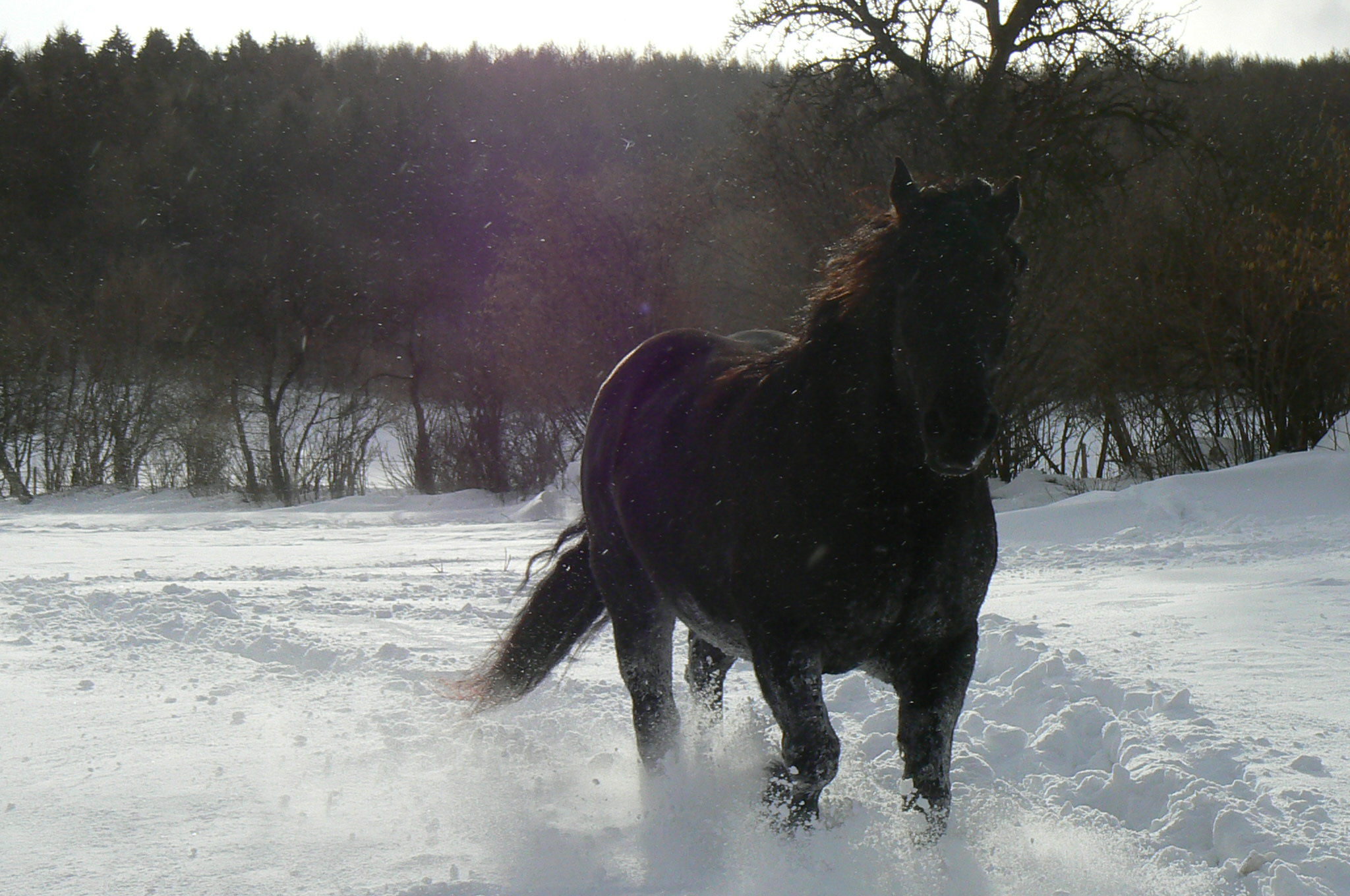 ve sněhu