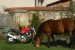 Koně na dvoře ;-)